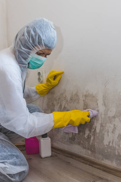 Best Attic Mold Removal  in Tres Arroyos, NM