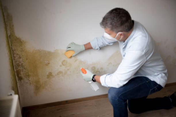Best Asbestos and Lead Testing During Mold Inspection  in Tres Arroyos, NM
