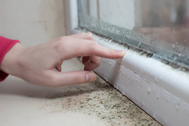 Best Real Estate Mold Inspection  in Tres Arroyos, NM