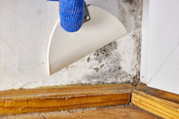 Mold Documentation for Insurance Claims in Tres Arroyos, NM