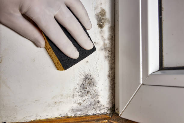 Best Basement Mold Removal  in Tres Arroyos, NM